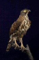 鳳頭蒼鷹藏品圖，第5張
